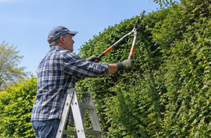 Oxted Hedge Cutting Services RH8