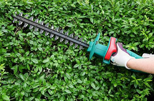 Local Hedge Cutting Brixham (TQ5)