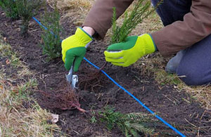 Local Hedge Planting Wroughton