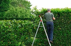 Worcester Hedge Trimming