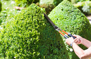 Hedge Trimming in the Brixham Area