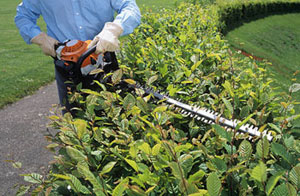 Hedge Cutting Blyth Northumberland NE24