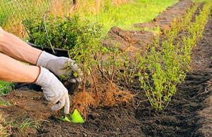 Local Hedge Planting Barrhead