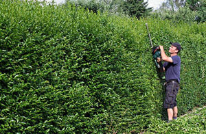 Hedge Trimming Blyth