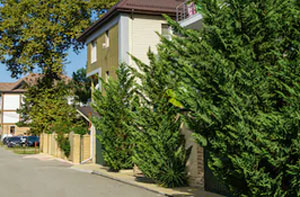 Local Hedge Trimming Edgware UK