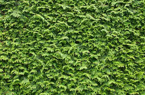 Local Hedge Trimming Brixham UK