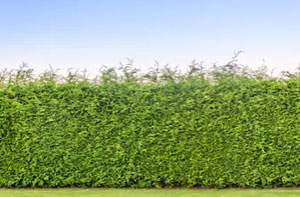 Local Hedge Trimming Blyth UK