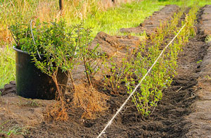 Local Hedge Planting Brixham