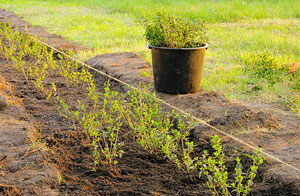 Local Hedge Planting Hartlepool