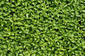 Local Hedge Maintenance Greenock Scotland