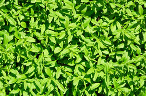 Local Hedge Maintenance Blyth Northumberland
