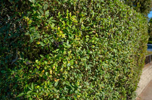 Local Hedge Maintenance Matlock Derbyshire