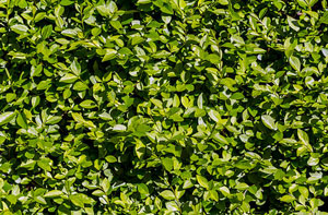 Local Hedge Maintenance Castleside County Durham
